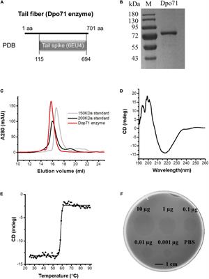 Phage-Derived Depolymerase as an Antibiotic Adjuvant Against Multidrug-Resistant Acinetobacter baumannii